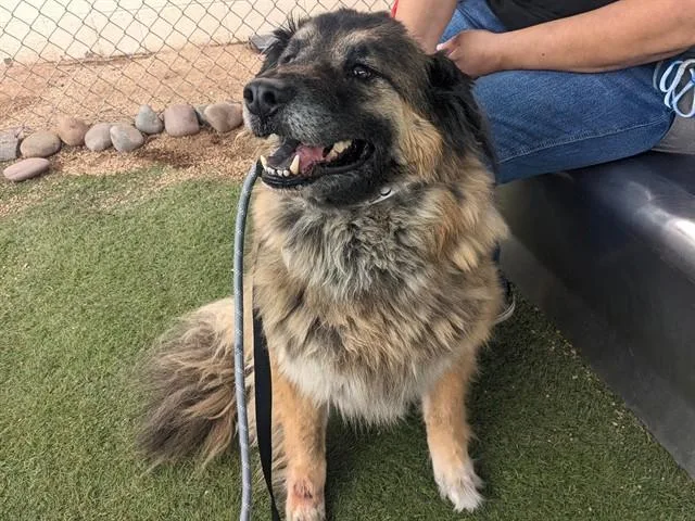 An adult large-sized male German Shepherd Dog dog named Chief for adoption in Phoenix, AZ