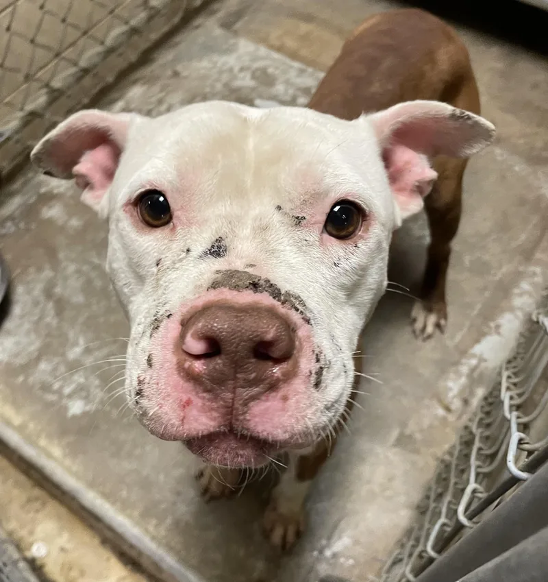 An adult medium-sized male White / Cream American Staffordshire Terrier dog named Dotson Hold for adoption in Canton, OH