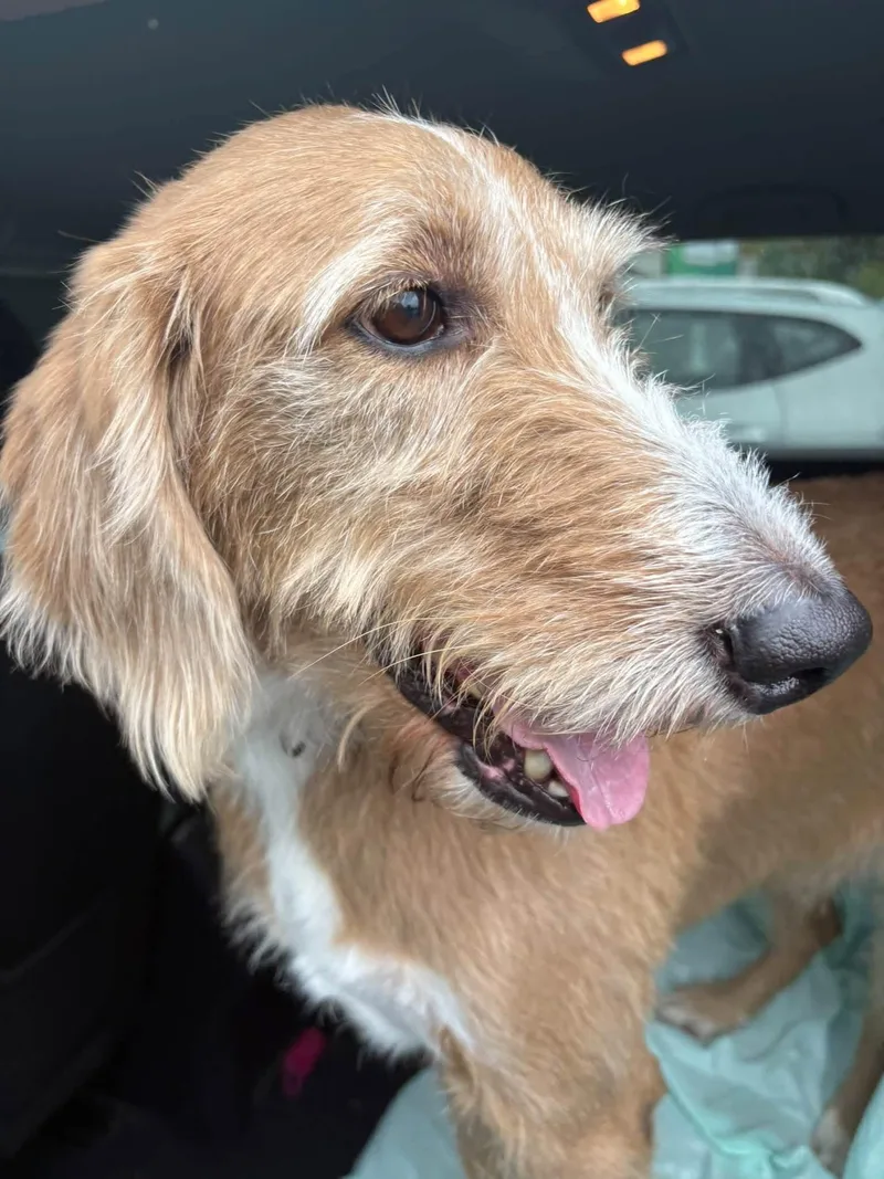 An adult large-sized male Labradoodle dog named Remington for adoption in Media, PA