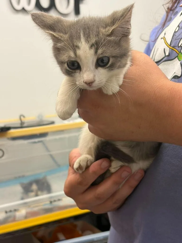A baby medium-sized female Domestic Short Hair cat named Oatmeal Raisin for adoption in Republic, MO