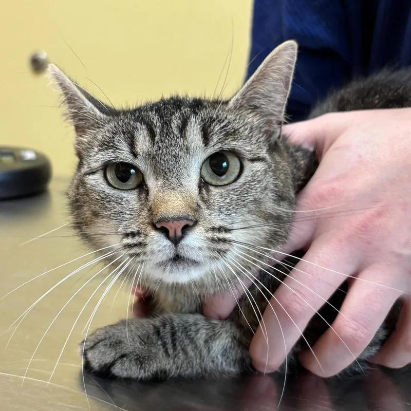 An adult medium-sized female Brown / Chocolate Domestic Short Hair cat named Miracle for adoption in Wilmington, DE