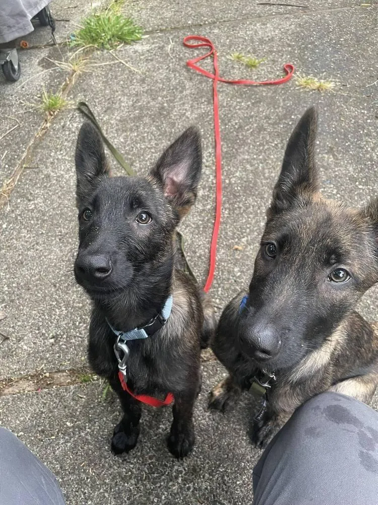 A baby small-sized male Dutch Shepherd dog named Baby Dutchiesnoud Located In for adoption in Imlay City, MI