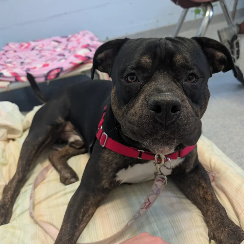 An adult large-sized male Black Pit Bull Terrier dog named Teddy Bear for adoption in Reisterstown, MD
