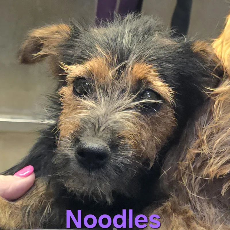 A baby small-sized female Black Cairn Terrier dog named Noodles for adoption in Athens, AL