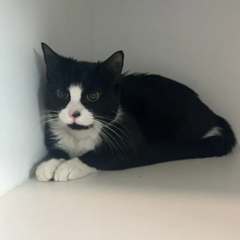 A young medium-sized female American Shorthair cat named Mary Lou for adoption in Danbury, CT