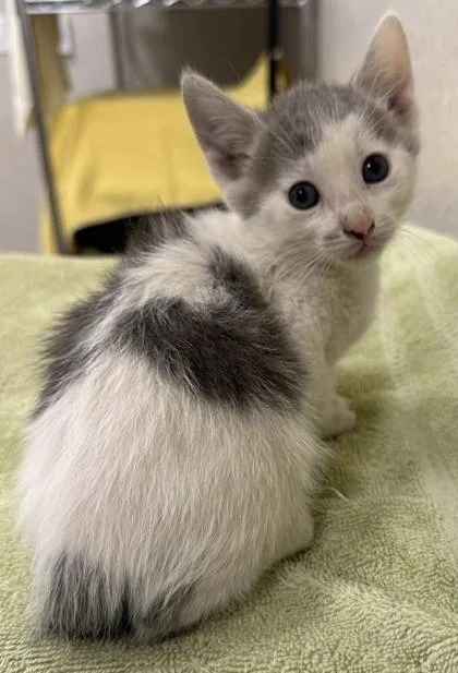 A baby small-sized male Domestic Short Hair cat named Little Man for adoption in Honolulu, HI