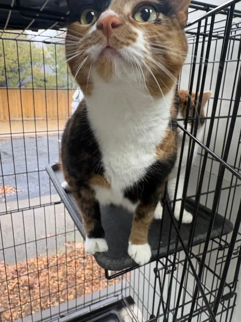 A young medium-sized female Calico cat named Ruby for adoption in Fort Worth, TX