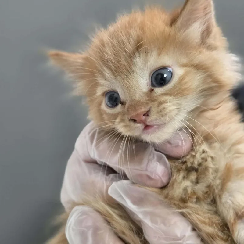 A baby small-sized male Orange / Red Domestic Long Hair cat named Nimbo for adoption in Charleston, WV