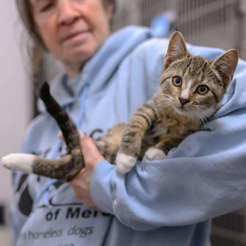 A baby medium-sized male Domestic Short Hair cat named Pistachio for adoption in Hamilton, NJ