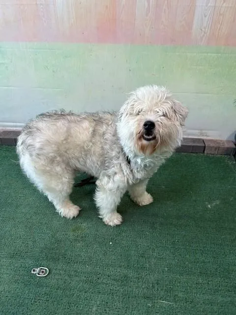 An adult medium-sized female Schnauzer dog named Ayla for adoption in Baldwin Park, CA