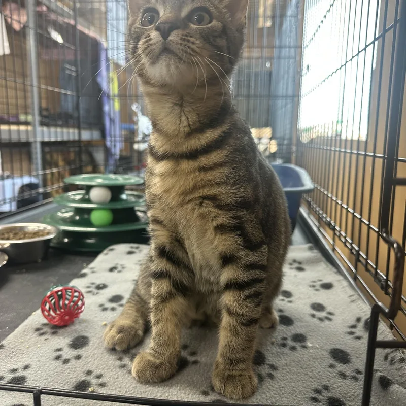 A baby medium-sized male Domestic Short Hair cat named Ricky for adoption in Pleasantville, NJ