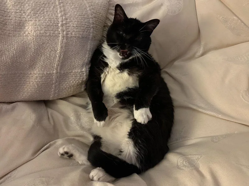 A senior small-sized male Black & White / Tuxedo Domestic Short Hair cat named Mac for adoption in Raleigh, NC