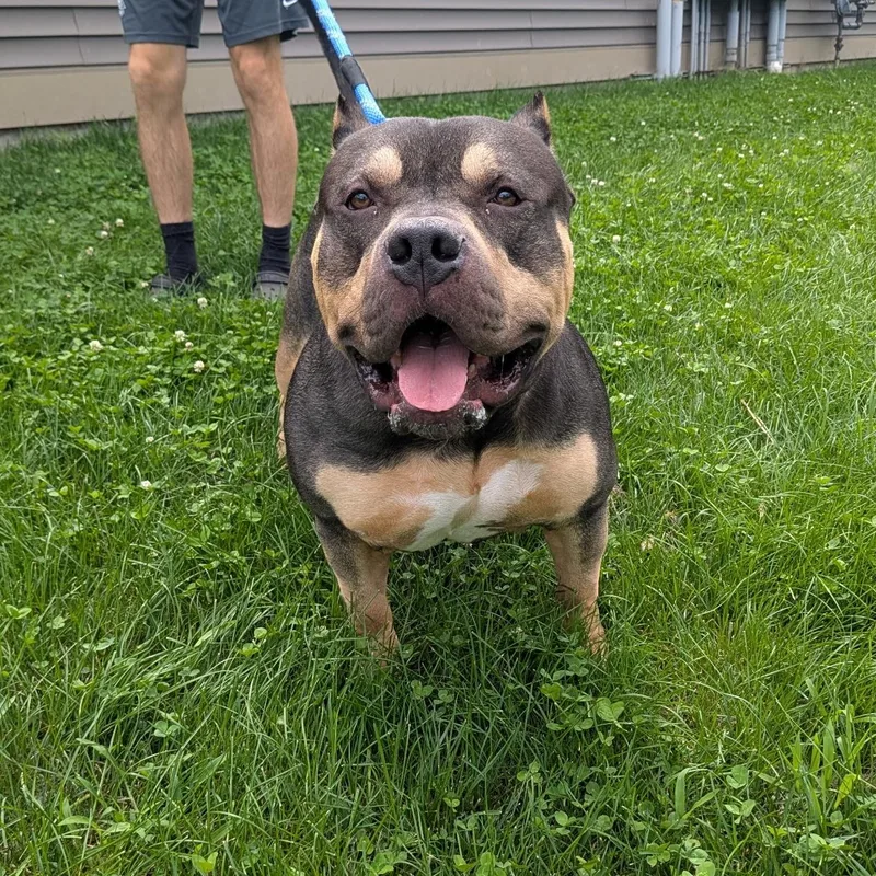 An adult extra large-sized male Tricolor (Brown, Black, & White) American Bully dog named Stone for adoption in Amsterdam, NY