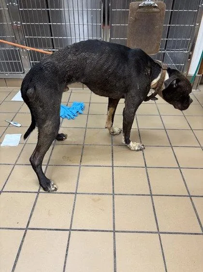 An adult medium-sized male Pit Bull Terrier dog named Romeo for adoption in Winona, MN