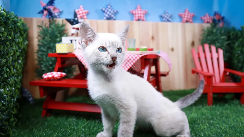 A baby medium-sized male Buff / Tan / Fawn Domestic Short Hair cat named Elliott for adoption in Parker, TX