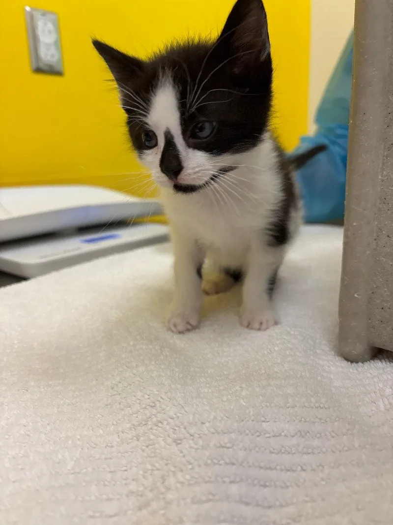 A baby small-sized male Black Domestic Short Hair cat named Sasuke for adoption in Raleigh, NC