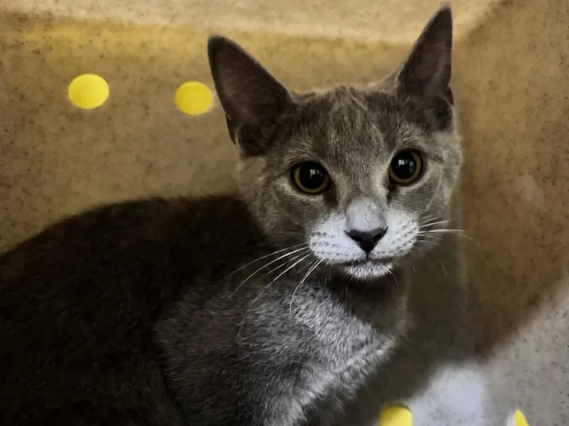 A baby small-sized female Domestic Short Hair cat named Kanga for adoption in Powell, OH