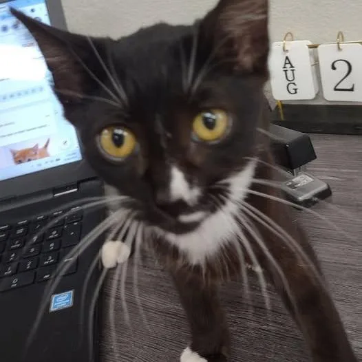 A baby small-sized female Domestic Short Hair cat named Lilly for adoption in Hannibal, MO