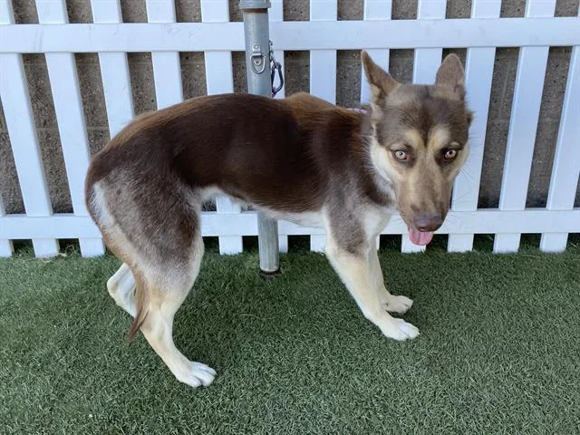 A young large-sized female Siberian Husky dog named Lucy for adoption in Modesto, CA