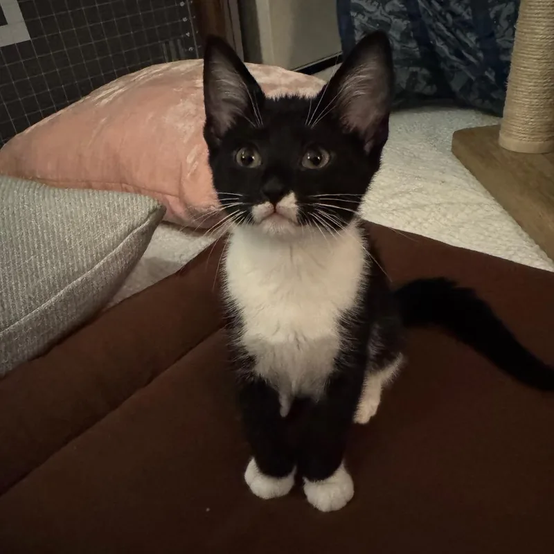 A baby small-sized female Black Domestic Short Hair cat named Delores for adoption in Oakton, VA