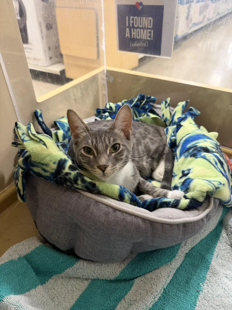 A baby medium-sized female Domestic Short Hair cat named Deb & Scully for adoption in Wheaton, IL