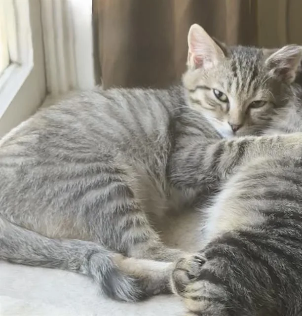A baby small-sized male Domestic Short Hair cat named Smee for adoption in Sacramento, CA