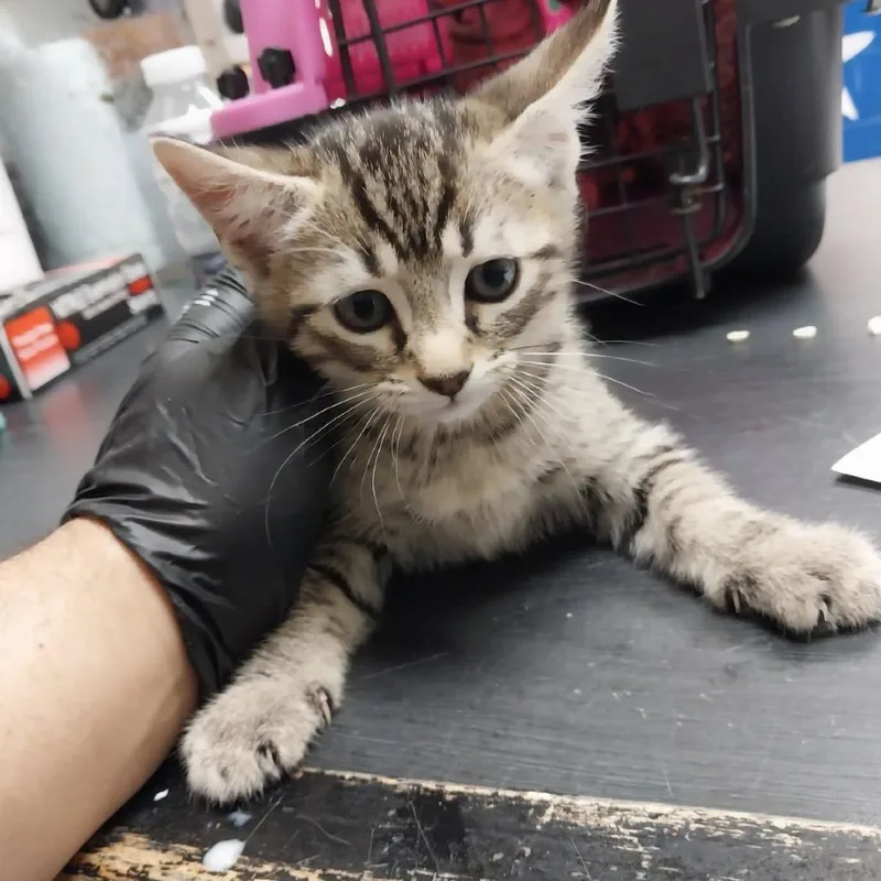 A baby small-sized male Domestic Short Hair cat named Buzz for adoption in Lufkin, TX