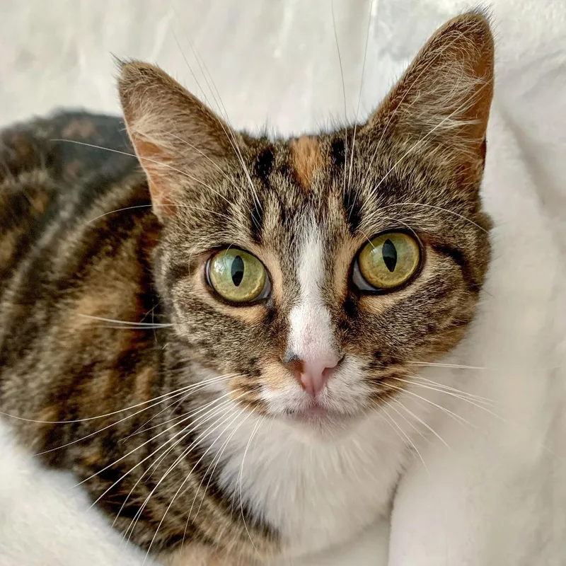 An adult large-sized female Domestic Short Hair cat named Tourmaline for adoption in Evanston, IL