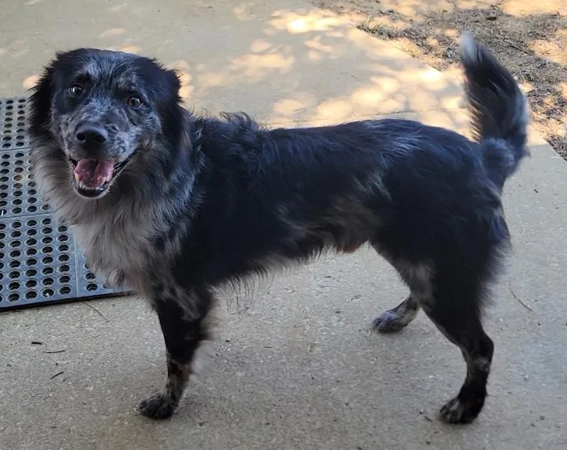 An adult medium-sized male Australian Shepherd dog named Reggie for adoption in Mount Sterling, KY