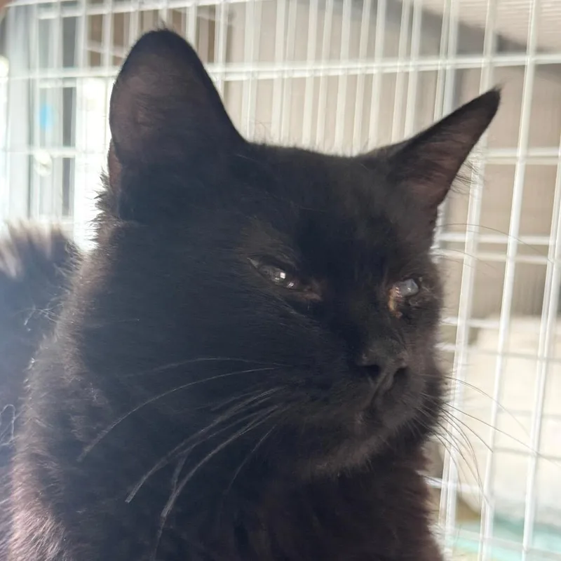 An adult large-sized male Domestic Medium Hair cat named Raccoon for adoption in St. Helena, CA