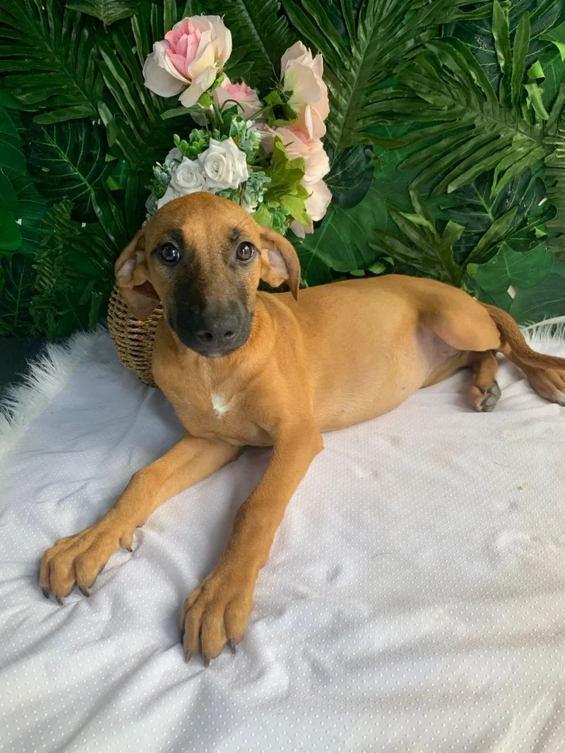 A baby medium-sized female Golden Mixed Breed dog named Spice for adoption in Richmond, VA