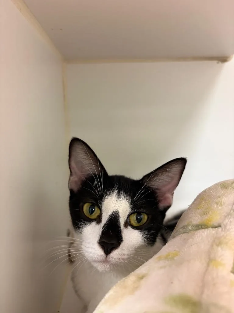 A young medium-sized female Domestic Short Hair cat named Peaches for adoption in Johnson City, TN