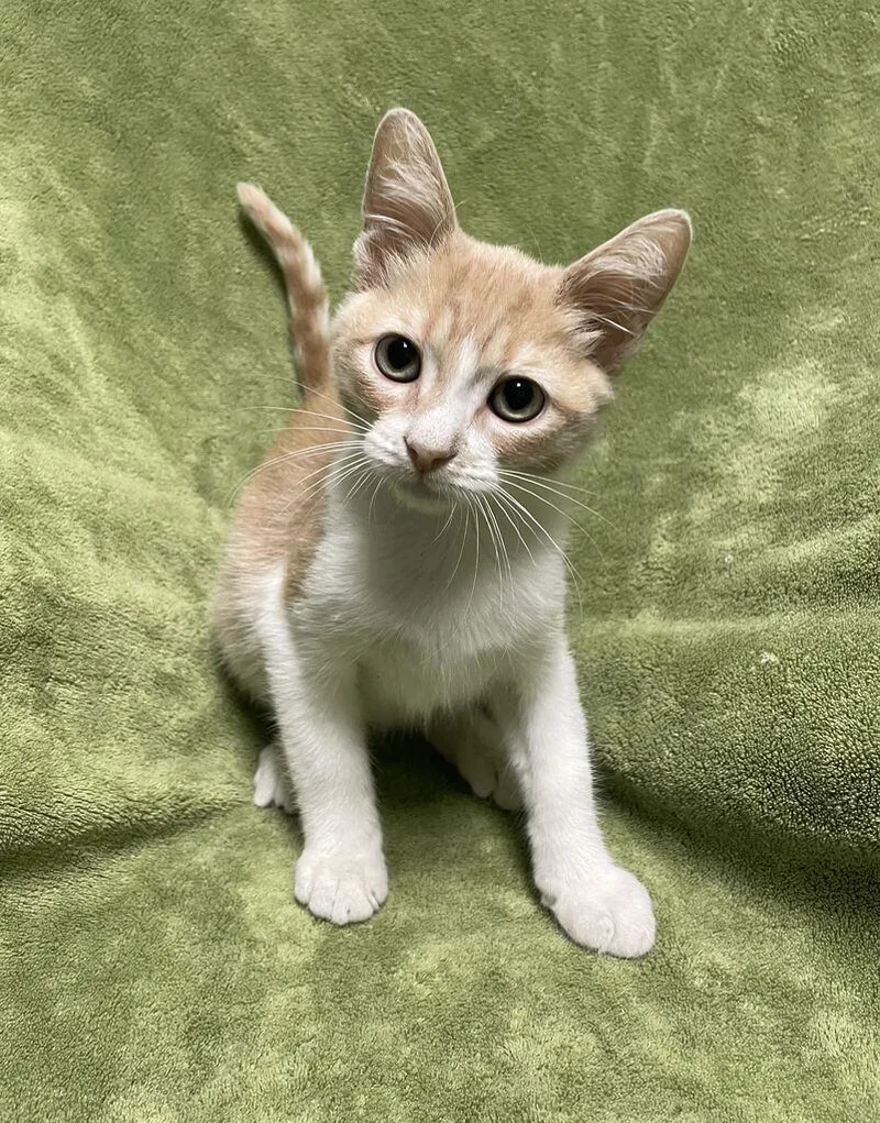 A baby small-sized male Domestic Short Hair cat named Noah for adoption in Jackson, MI