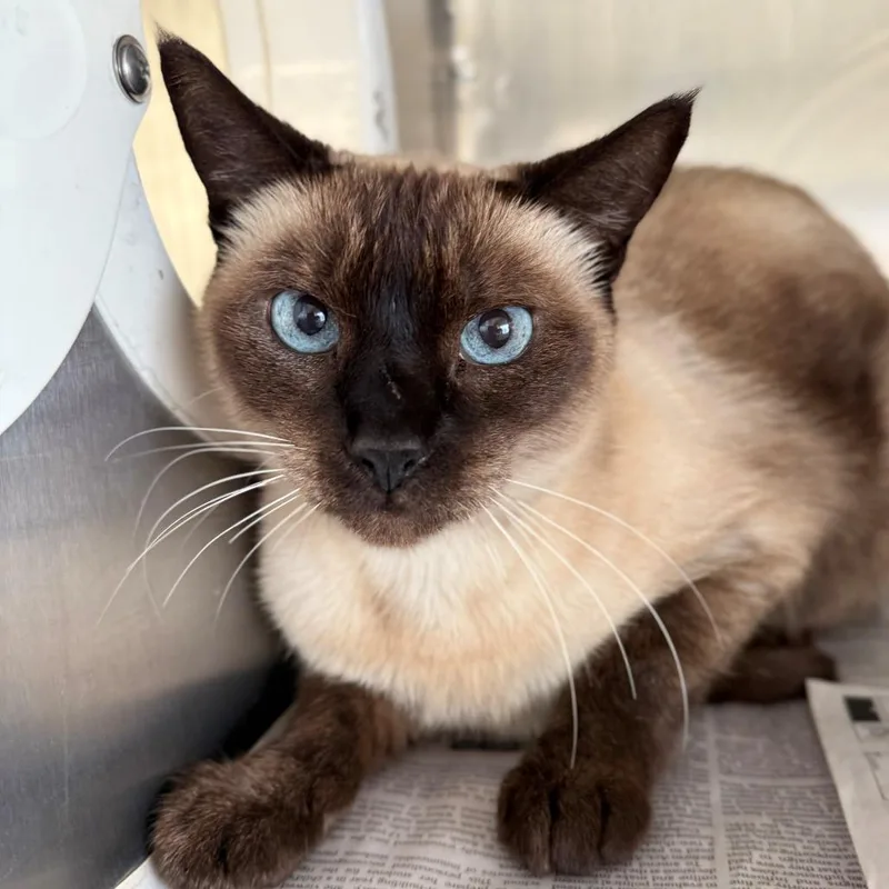 An adult medium-sized female Seal Point Siamese cat named Mint for adoption in Hawthorne, CA