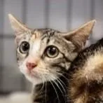 A baby medium-sized female Domestic Short Hair cat named Greenie for adoption in Brenham, TX