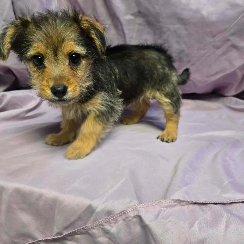 A baby small-sized female Bicolor Terrier dog named Etta for adoption in Uxbridge, MA