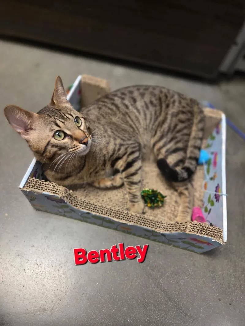 An adult medium-sized male Domestic Short Hair cat named Bentley for adoption in Spring Lake, NJ