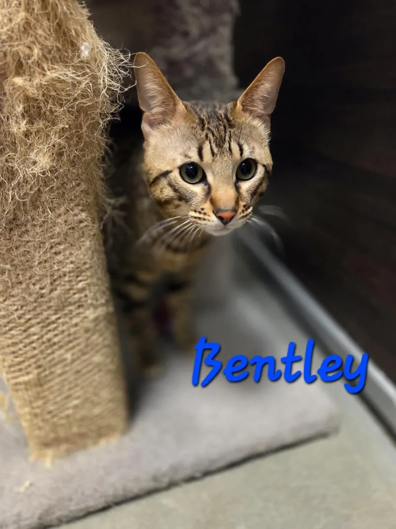 Bentley thumbnail 2