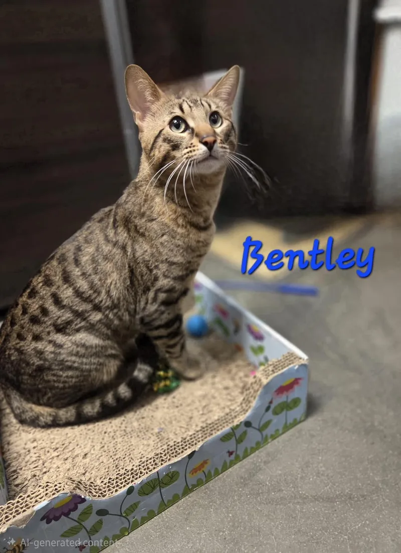 Bentley thumbnail 3