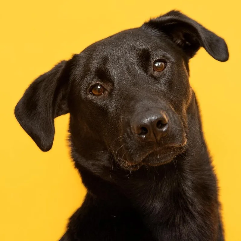 Phinjamin thumbnail 2