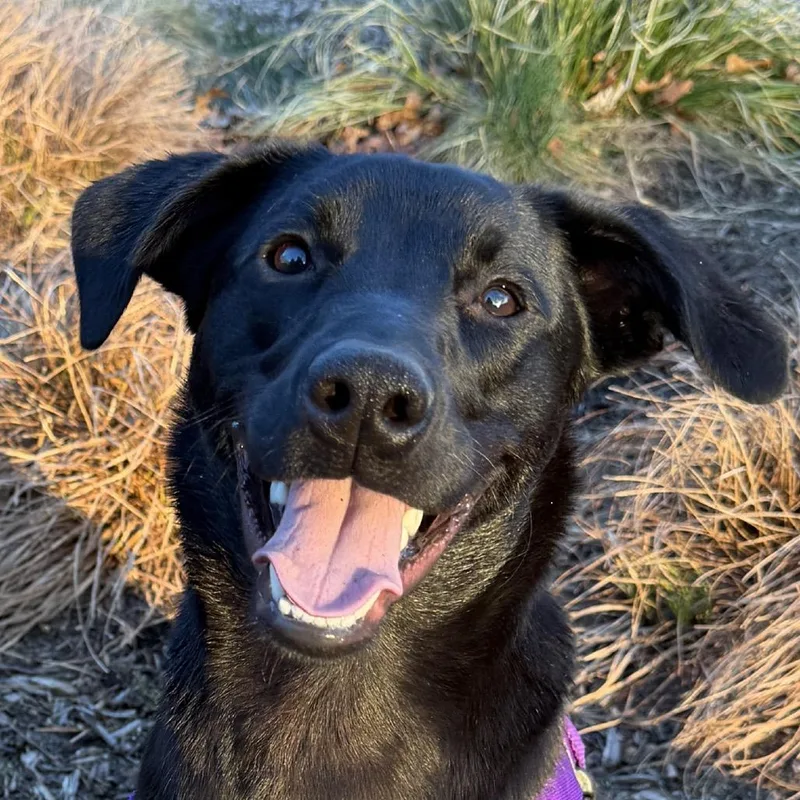 Phinjamin thumbnail 3