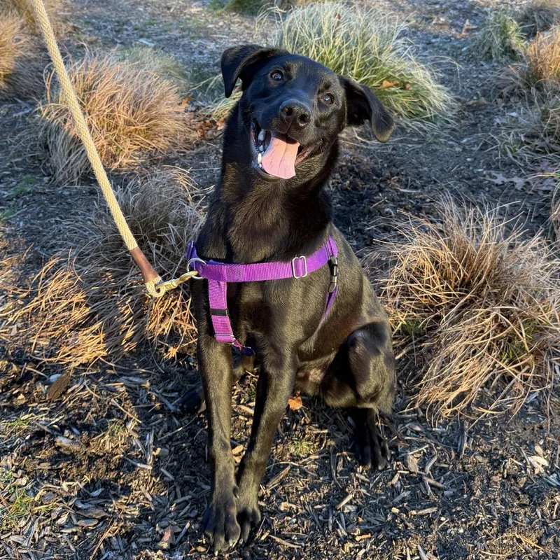 Phinjamin thumbnail 5