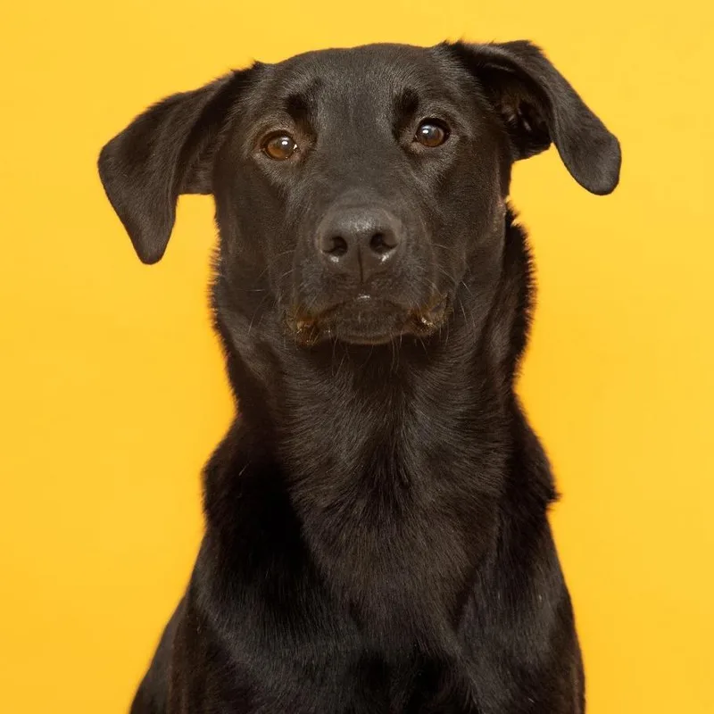 Phinjamin thumbnail 6