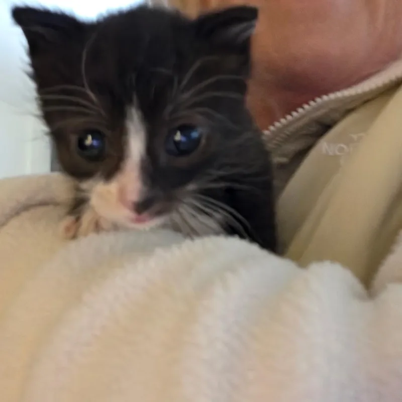 A baby medium-sized male Black & White / Tuxedo Domestic Short Hair cat named Right Twix for adoption in Lake Orion, MI