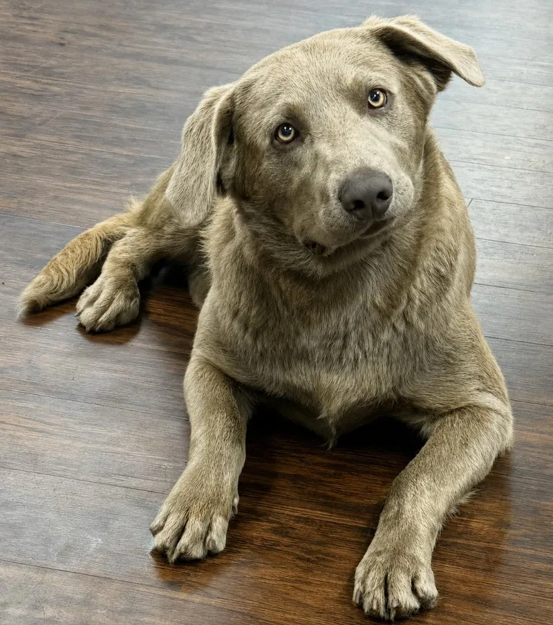 A baby large-sized male Labrador Retriever dog named Charlie for adoption in Crossville, TN