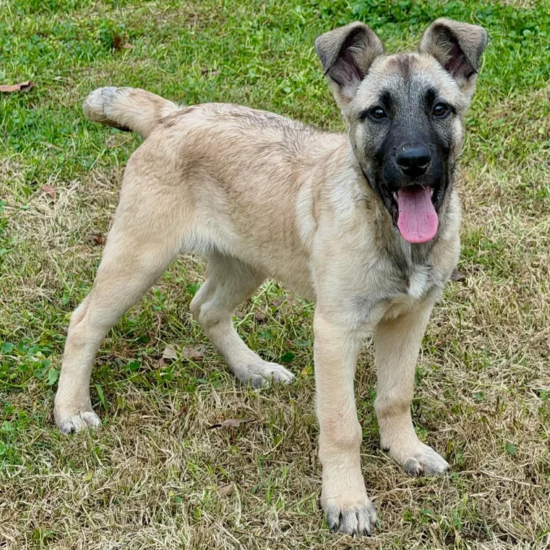 A baby medium-sized male Yellow / Tan / Blond / Fawn Shepherd dog named Jett for adoption in Pelham, NH