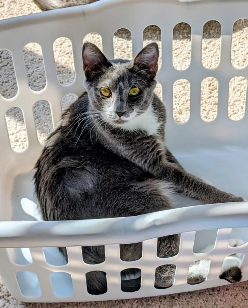 A young medium-sized female Domestic Short Hair cat named Emily for adoption in Evans, GA
