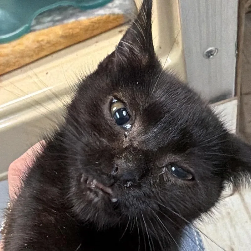 A baby small-sized female Black Domestic Short Hair cat named Shallow for adoption in Beckley, WV