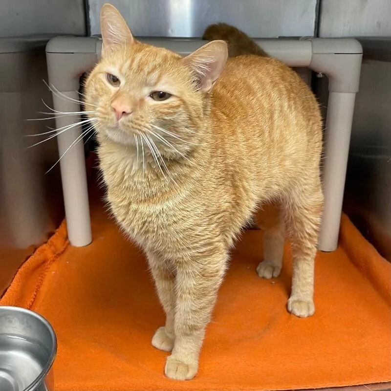An adult medium-sized male Domestic Short Hair cat named Hopper for adoption in Roanoke, VA