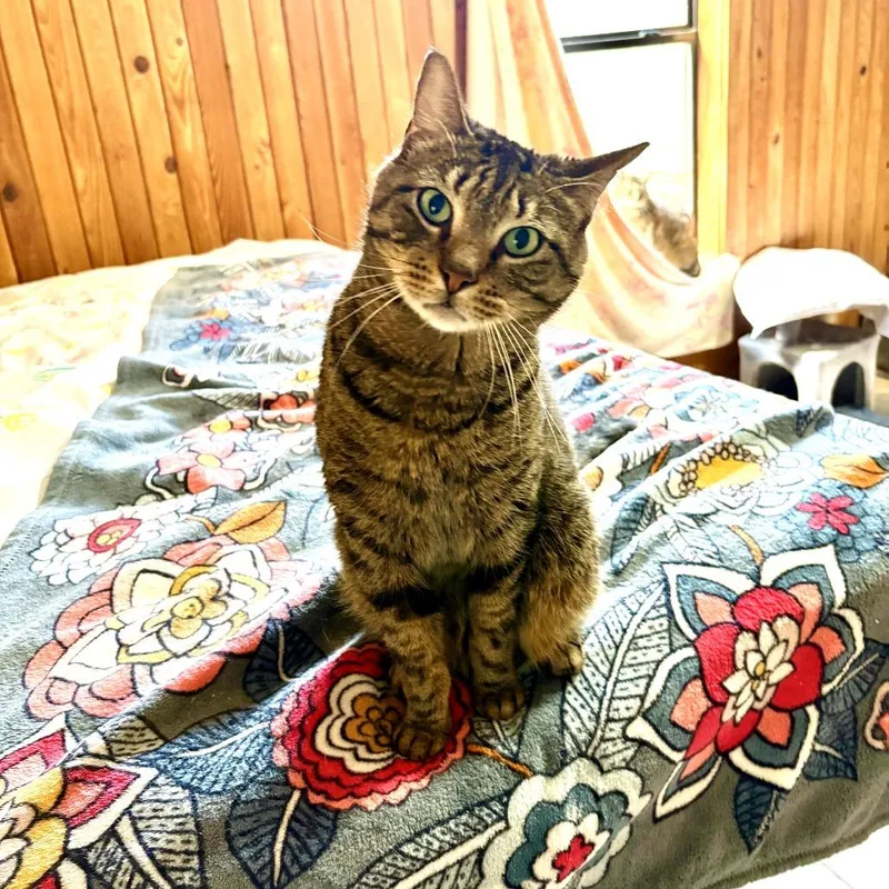 Tigger thumbnail 2